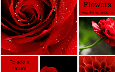 FOCUS ON THE COLOUR RED