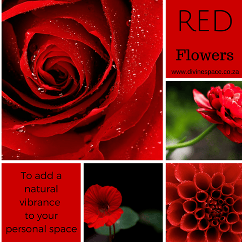 FOCUS ON THE COLOUR RED